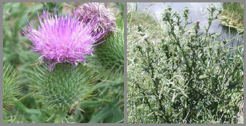 bull thistle or spear thistle