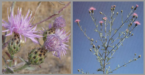 spotted knapweed