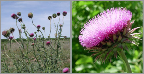 musk thistle